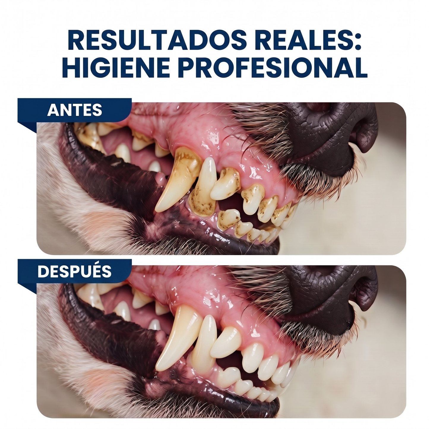 Dentea Lab™- Dedales Enzimáticos