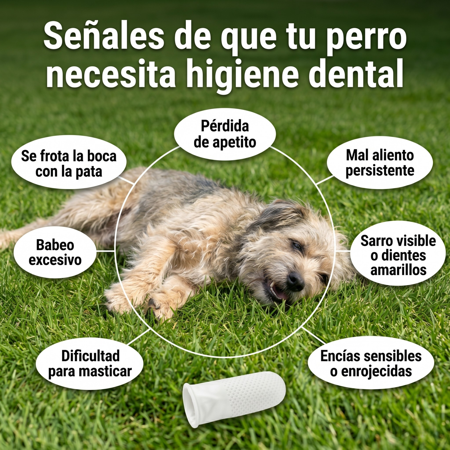 Dentea Lab™- Dedales Enzimáticos